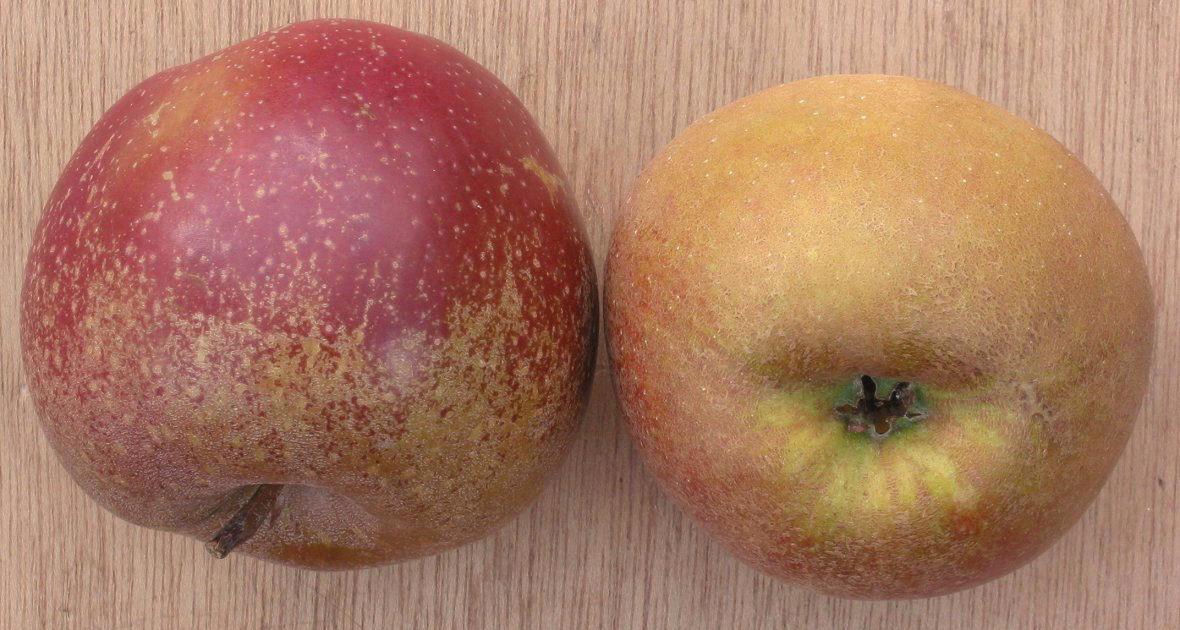 Belle de Boskoop