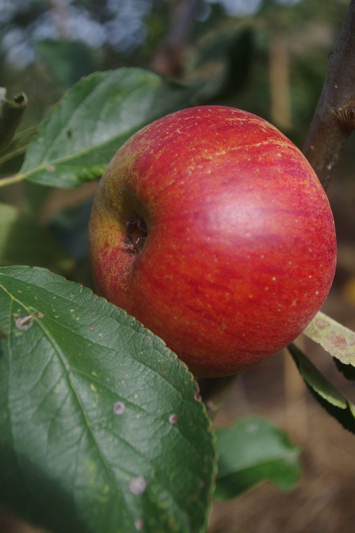 Pomme d'amour ("bon pommier")