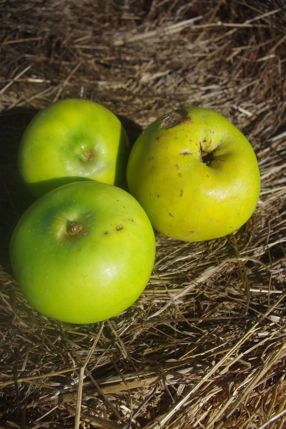 Reinette bergamote