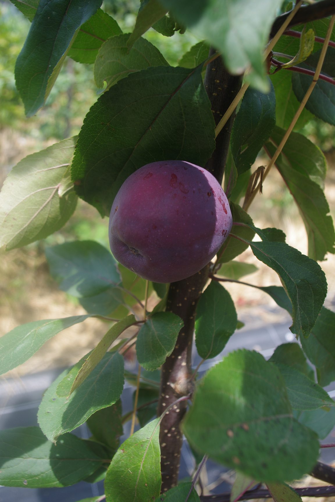 Surfleet sour